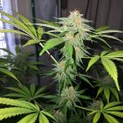 Сорт марихуаны Afghan Original