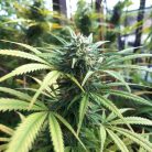 Сорт конопли Afghan Original