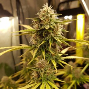 Сорт марихуаны Amnesia XL от Sinsemilla