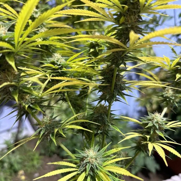 Amnesia XL (Синсемилла)