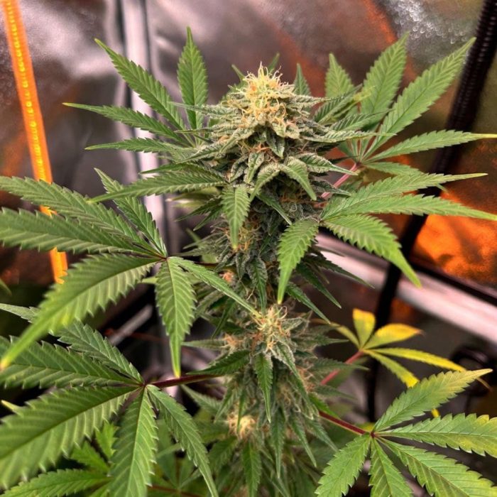 Сорт конопли Auto 77 Days (Синсемилла)