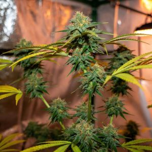 Сорт марихуаны Auto 77 Days от Sinsemilla