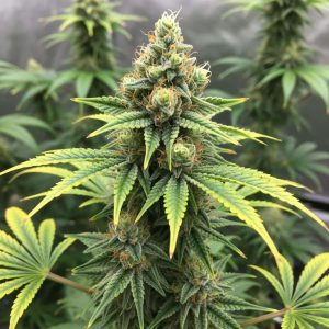 Auto Afghan Bullet купить