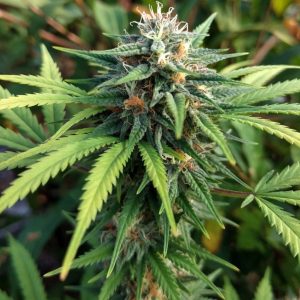 Сорт конопли Auto Big Bang от Sinsemilla