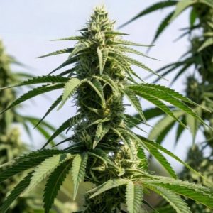 Сорт марихуаны Auto Big Bang (Sinsemilla)