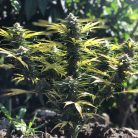 Auto Black Opium от Sinsemilla