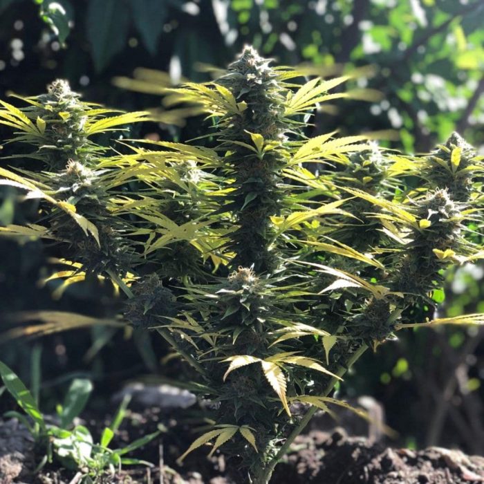 Auto Black Opium от Sinsemilla