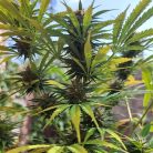 Сорт марихуаны Auto Black Opium (Sinsemilla)