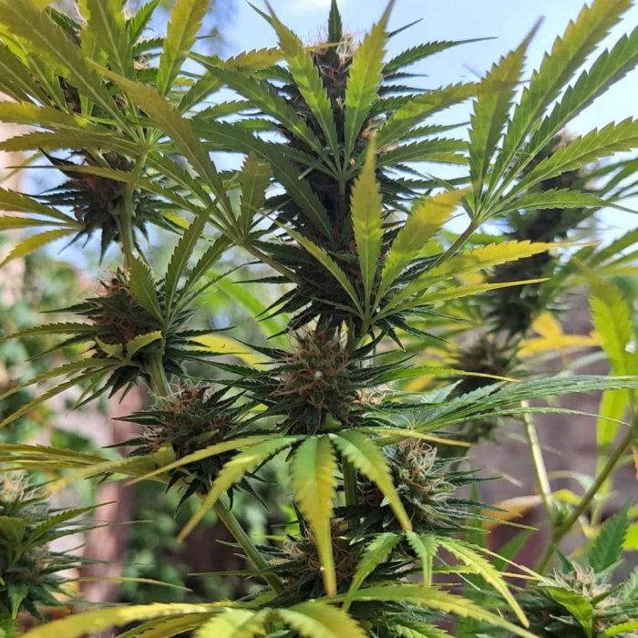 Сорт марихуаны Auto Black Opium (Sinsemilla)