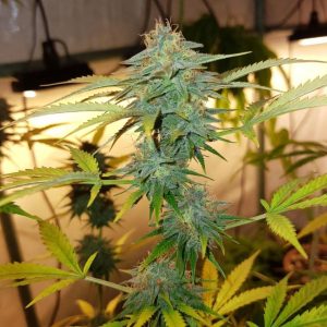 Auto Blue Cheese от Sinsemilla
