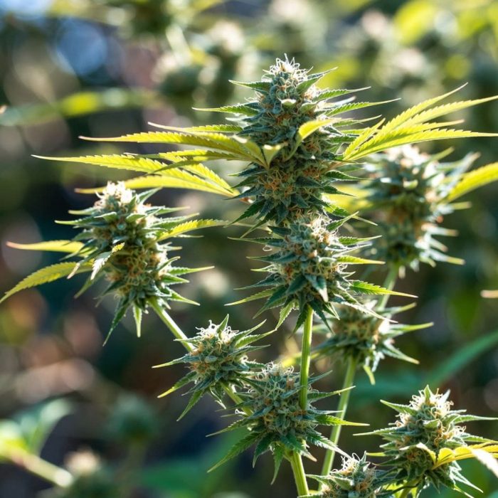 auto-blue-cheese-sin1 Сорт конопли Auto Blue Cheese (Синсемилла)