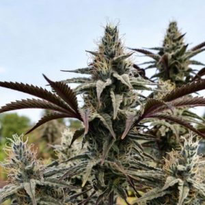 Сорт конопли Auto Blueberry (Sinsemilla)