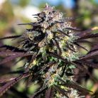 Auto Blueberry от Sinsemilla