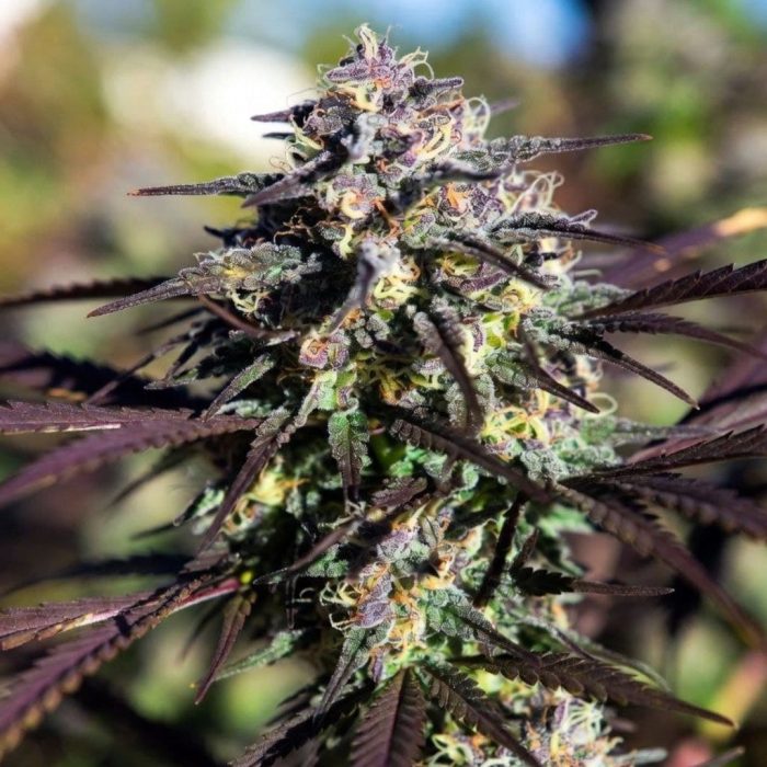 Auto Blueberry от Sinsemilla