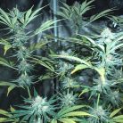 Сорт марихуаны Auto Bob