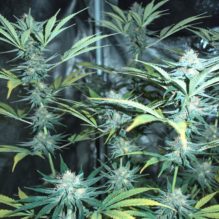 Сорт марихуаны Auto Bob