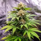 Auto Chocolate Cookies Sinsemilla купить