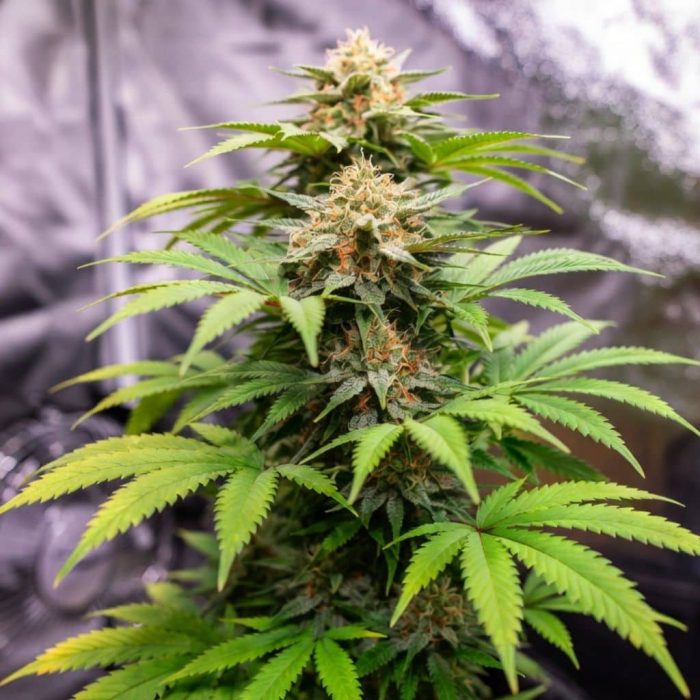 Auto Chocolate Cookies Sinsemilla купить