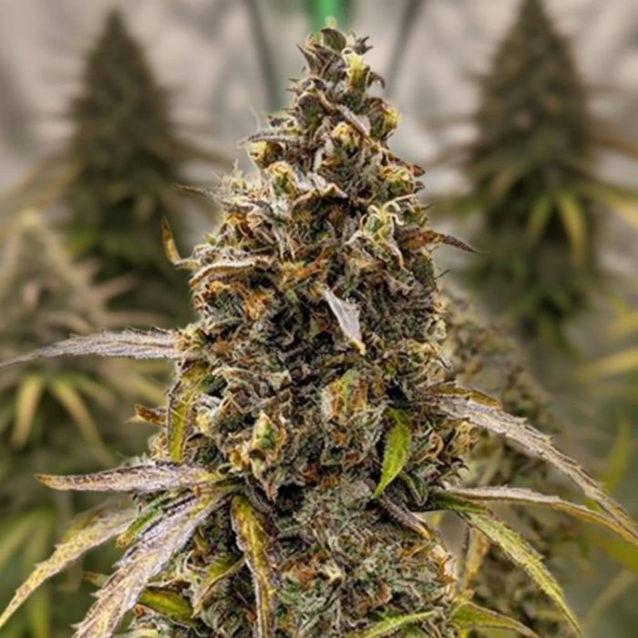 семена конопли Auto Chocolate Cookies Sinsemilla