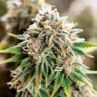 семена конопли Auto Colorado Cookies Sinsemilla