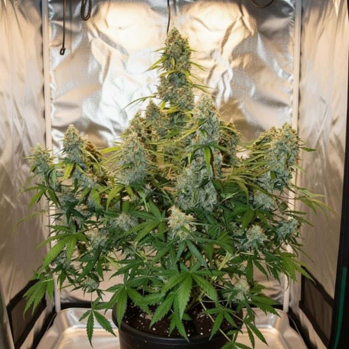 Auto Colorado Cookies (2)-2 Auto Colorado Cookies Sinsemilla купить