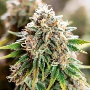 семена конопли Auto Colorado Cookies Sinsemilla