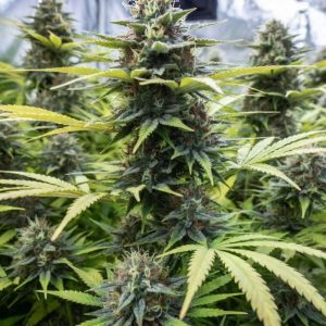 семена конопли Auto Fractal