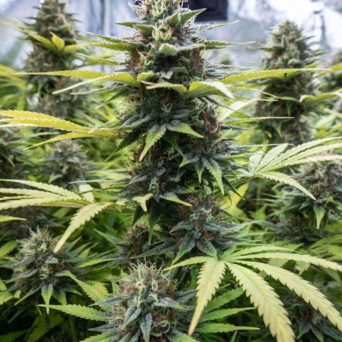 семена конопли Auto Fractal