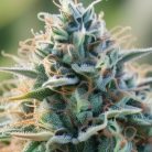 семена конопли Auto Gagarin Sinsemilla