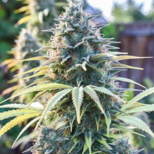 Auto Gagarin Sinsemilla купить