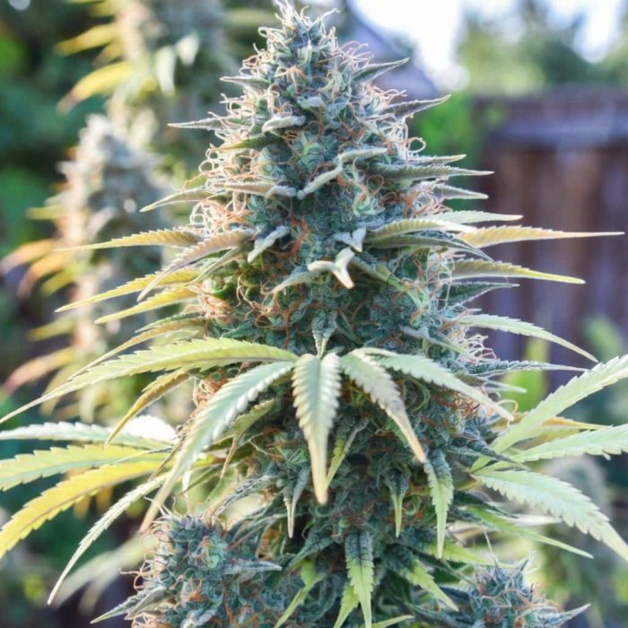 Auto Gagarin (2)-2 Auto Gagarin Sinsemilla купить