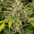 Auto Green Gelato (2)-2