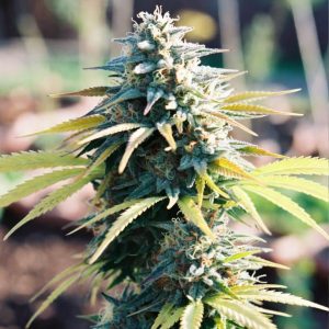 семена конопли Auto Green Gelato Sinsemilla