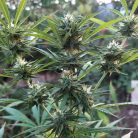 Сорт марихуаны Auto Hindu Kush от Sinsemilla