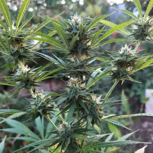 Сорт марихуаны Auto Hindu Kush от Sinsemilla