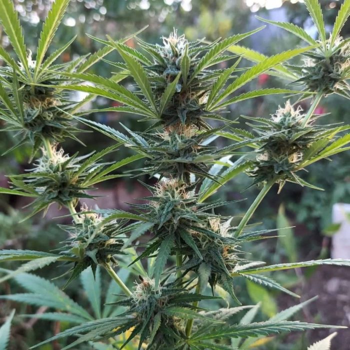 Сорт марихуаны Auto Hindu Kush от Sinsemilla