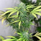 Сорт марихуаны Auto Hindu Kush (Синсемилла)