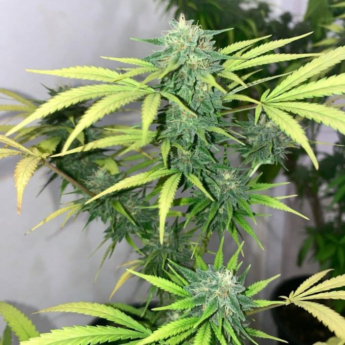 Сорт марихуаны Auto Hindu Kush (Синсемилла)