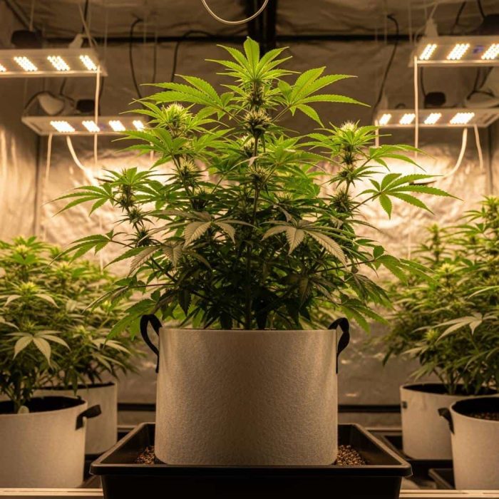 Auto Kabul сорт семян конопли Auto Kabul