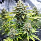 семена конопли Auto Lemon Zkittlez Sinsemilla