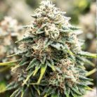 Auto Lemon Zkittlez Sinsemilla купить