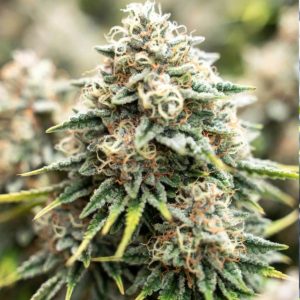 Auto Lemon Zkittlez Sinsemilla купить