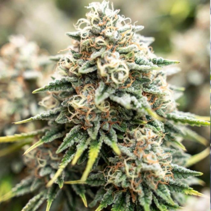 Auto Lemon Zkittlez Sinsemilla купить