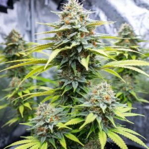 семена конопли Auto Lemon Zkittlez Sinsemilla