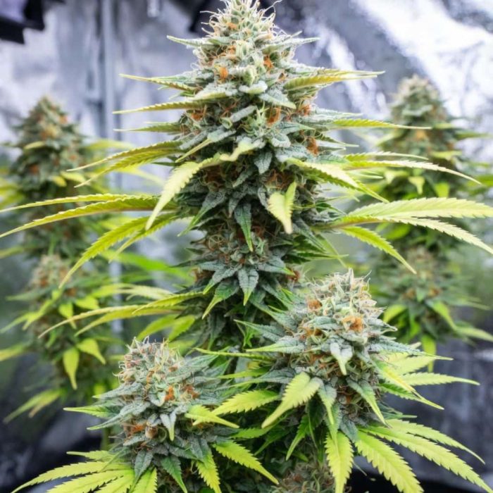 семена конопли Auto Lemon Zkittlez Sinsemilla