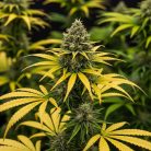 сорт семян конопли Auto Montreal