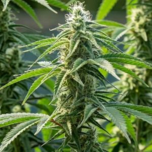 Сорт конопли Auto Northern Lights от Sinsemilla