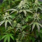 Сорт марихуаны Auto Northern Lights