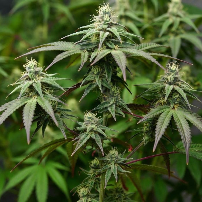 Сорт марихуаны Auto Northern Lights