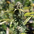 Auto Opium Sinsemilla купить